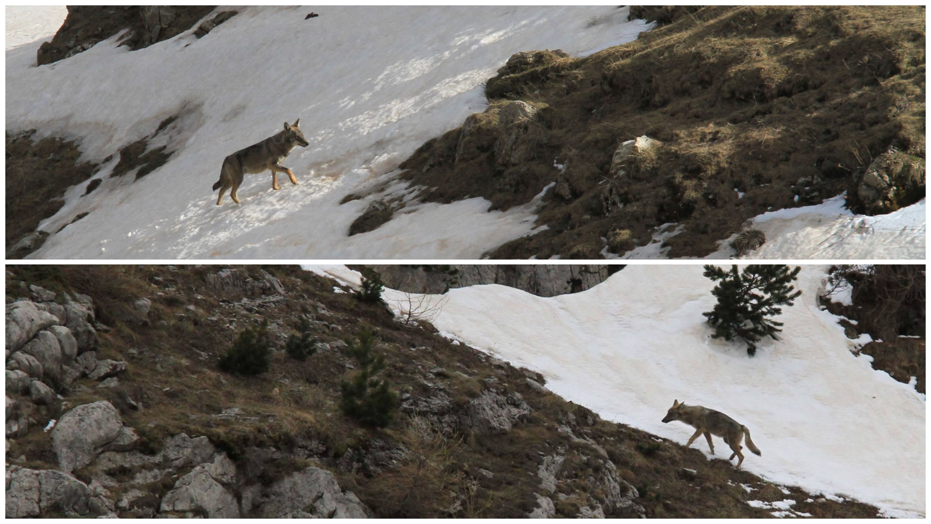 Lupo in area Alpi (ph. Paolo Rossi)